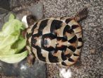 Hermanns : Young Male approx 4 years old (Hermy)